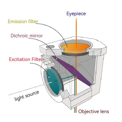 Fluorescence Microscopy Filters for High-Precision Imag